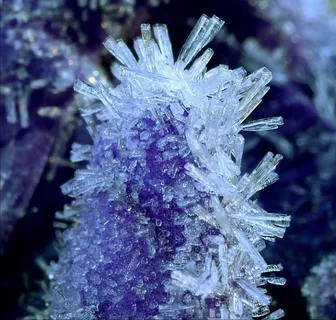 附子花瓣上的霜