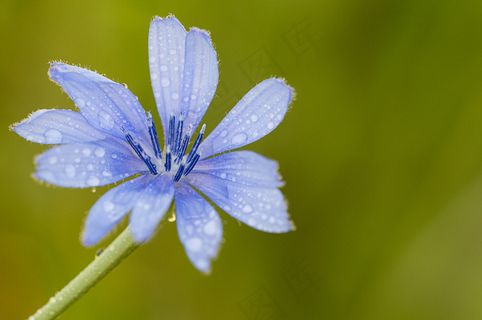 弗洛·阿奇科里亚