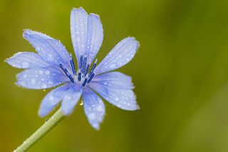 弗洛·阿奇科里亚