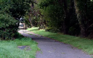 树,村道,街道,风景,草地,通路