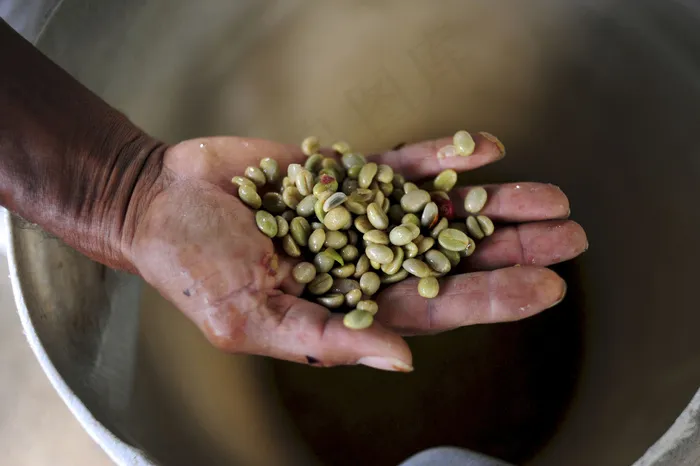荞麦米,蚕豆,五十铃玉,中药药材-白扁豆,绿豆,NP 2DU哥伦比亚39_lo