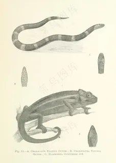 图片取自“中非自然主义者，第79页”，记述了前往月亮山和坦any尼喀的旅程