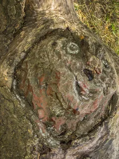 一些侏儒 一些侏儒