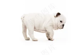 牛头梗,法兰西斗牛犬,中国沙皮犬,巴哥犬,小狗,希尔杜尔