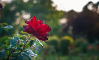 玫瑰,月月红,丰花月季,月季,玫瑰花,玫瑰和星星