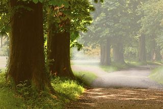 阳光森林,树,生态林,松林,草原,荣耀之路