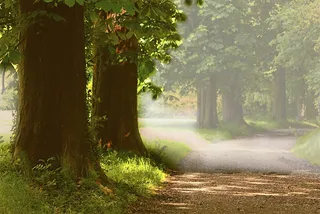 阳光森林,树,生态林,松林,草原,荣耀之路