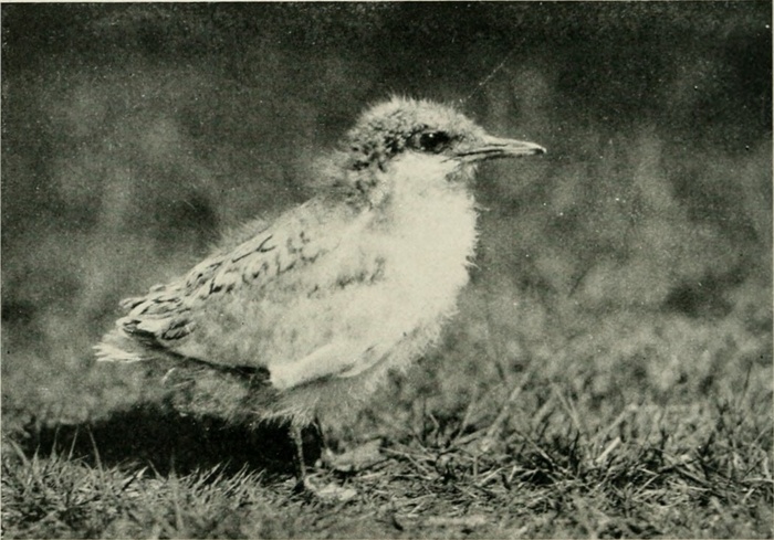 图片来自“ Bird-lore ”（1899年）的第373页