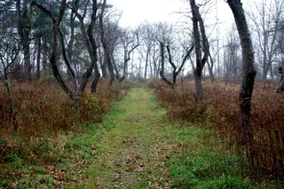 树,生态林,松林,山峦,村道,少走一趟