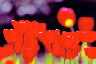 郁金香花,郁金香,克鲁西郁金香,玩具,灯笼,郁金香