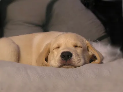拉不拉多,黄金猎犬,拉布拉多犬,金毛/金毛寻回犬,金毛犬,小狗的梦想 拉不拉多,黄金猎犬,拉布拉多犬,金毛/金毛寻回犬,金毛犬,小狗的梦想