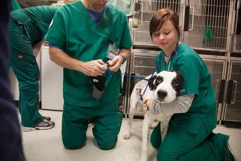 奥斯汀社区学院兽医技术计划