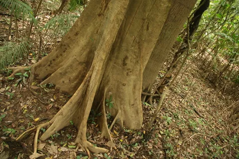 植物,树,树根,板状根,热带雨林,拉各1月