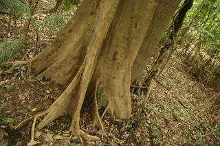 植物,树,树根,板状根,热带雨林,拉各1月