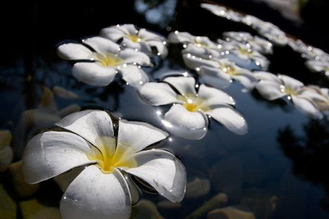 花卉,缅栀子,鸡蛋花,红鸡蛋花,葱兰,IMG_7406