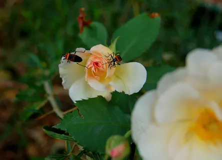 “哦，玫瑰！你病了..... ”