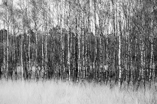 白桦,白桦树,松林,桦树林,白桦林,山毛榉