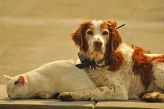 Protekshun？我很讨厌