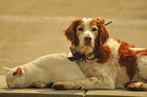 Protekshun?我很讨厌 Protekshun?我很讨厌