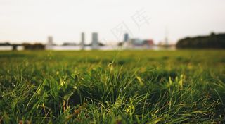 稻田,草地,祁东,玉米,湖泊,通过达里亚/ epicantus