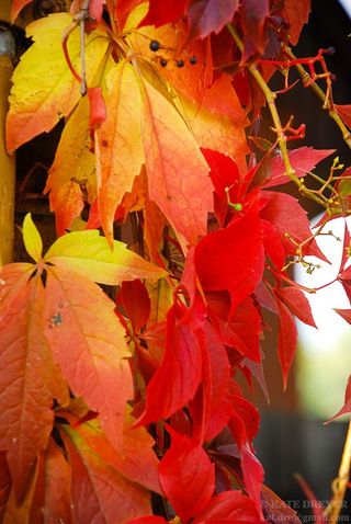 华丽的秋天色彩