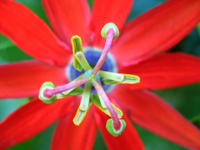 花卉,一品红,令箭,山丹花,山丹丹花,巨集