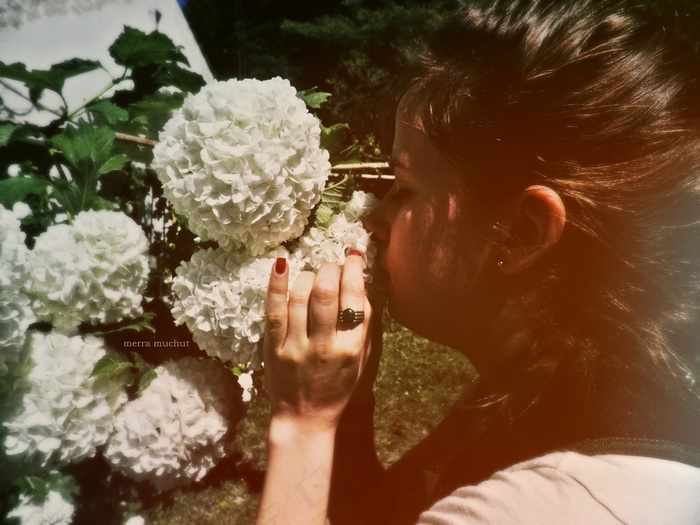 木绣球,欧洲荚迷,菜花,婚纱写真,圆锥绣球,夏天温暖的空气。