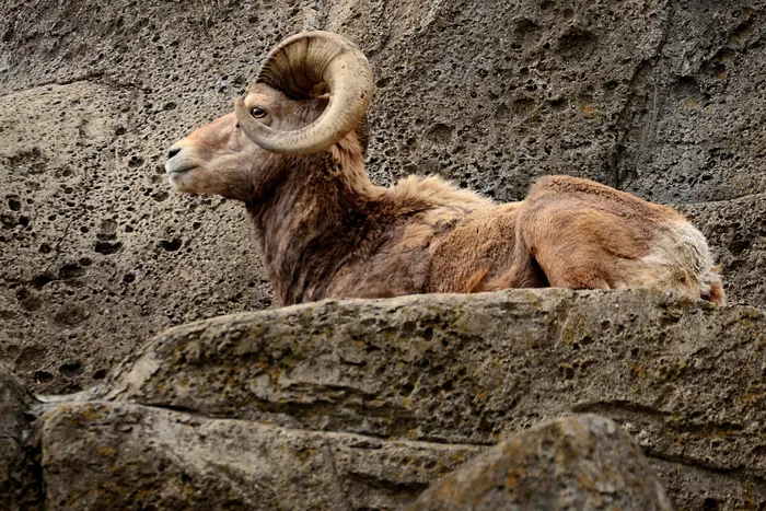 鸟类,小狗,北山羊,家禽,叉角羚,金泽动物园的雄性大角羊：オオツノヒツジ♂