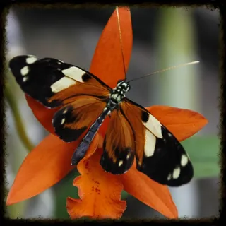 蛱蝶,虎斑蝶,包,吊坠,斑蝶,花园里的蝴蝶