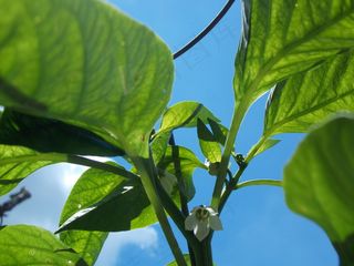 红色的哈瓦那人胡椒星球和一个直径36英寸的花园，上面种着75个中国长豆和6个番茄藤本植物