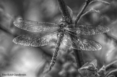 蜻蜓,蜻蜓目昆虫,豆娘,蜉蝣,狮蚁,豆娘 蜻蜓,蜻蜓目昆虫,豆娘,蜉蝣,狮蚁,豆娘