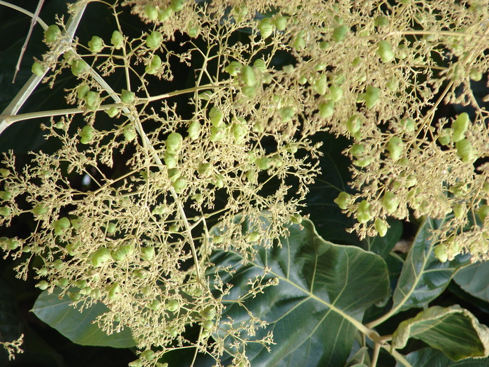 starr-070123-3766-Tectona Grandis-fruit-Kihei-Maui