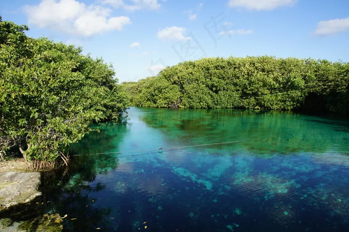 湖泊,江河,海洋,峡谷,树,图卢姆：红树林// //红树林