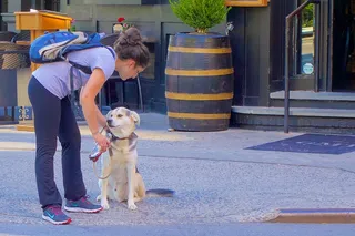 有时，纽约人会给狗喂一些很奇怪的东西