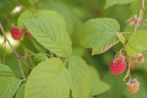 到处都是覆盆子！