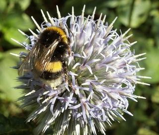 特兹米尔·库尔卡