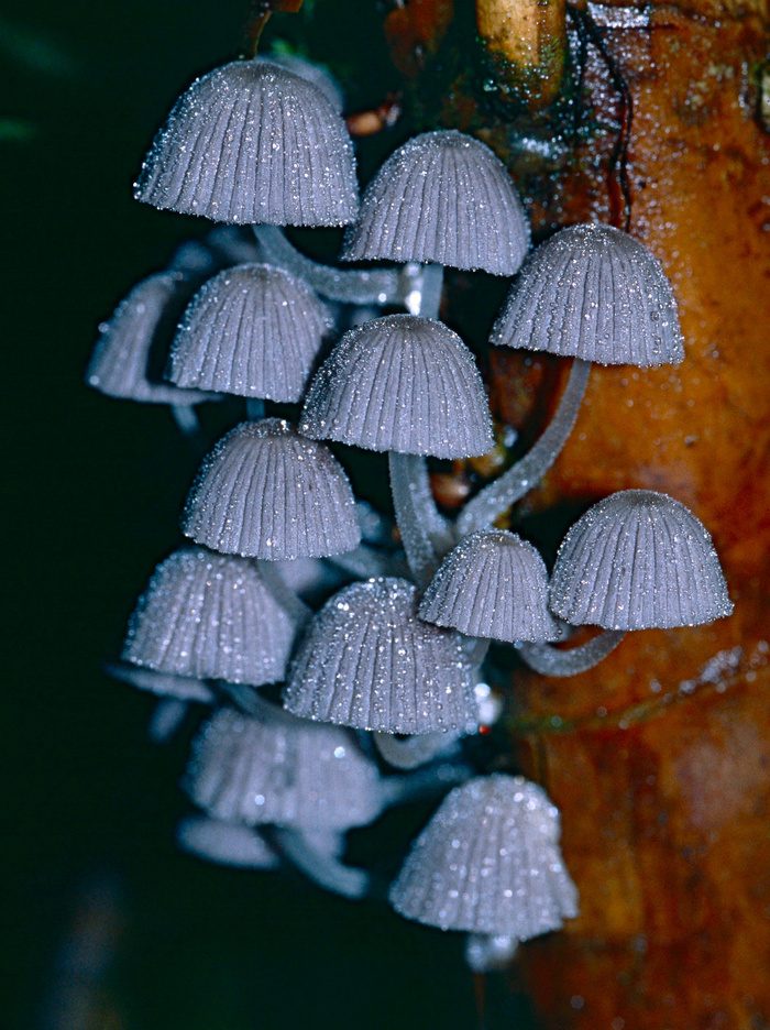 灰真菌（Coprinellus sp。）