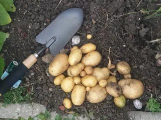 马铃薯,土豆,莲藕,地瓜,芒果,第一次马铃薯丰收。