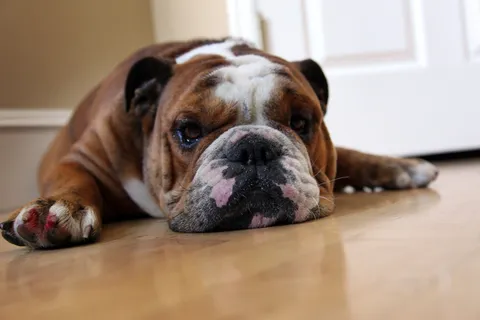 牛头梗,法兰西斗牛犬,英国斗牛犬,美国斗牛犬,拳师犬,佛陀的伤害 牛头梗,法兰西斗牛犬,英国斗牛犬,美国斗牛犬,拳师犬,佛陀的伤害