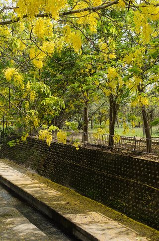阿勃勒，金雨树