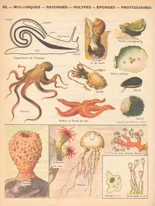 教学图示,绘画,经络图,简笔画,线虫,科学应用程序p60