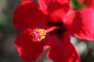 植物,花卉,扶桑花,扶桑,玫瑰花,芙蓉花