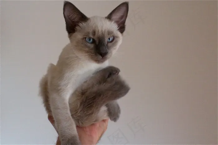 泰国暹罗猫,巴厘猫,暹罗猫,布偶猫,伯曼猫,坐姿美女