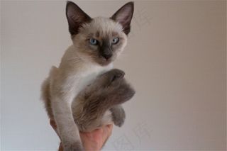 泰国暹罗猫,巴厘猫,暹罗猫,布偶猫,伯曼猫,坐姿美女