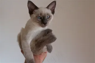 泰国暹罗猫,巴厘猫,暹罗猫,布偶猫,伯曼猫,坐姿美女