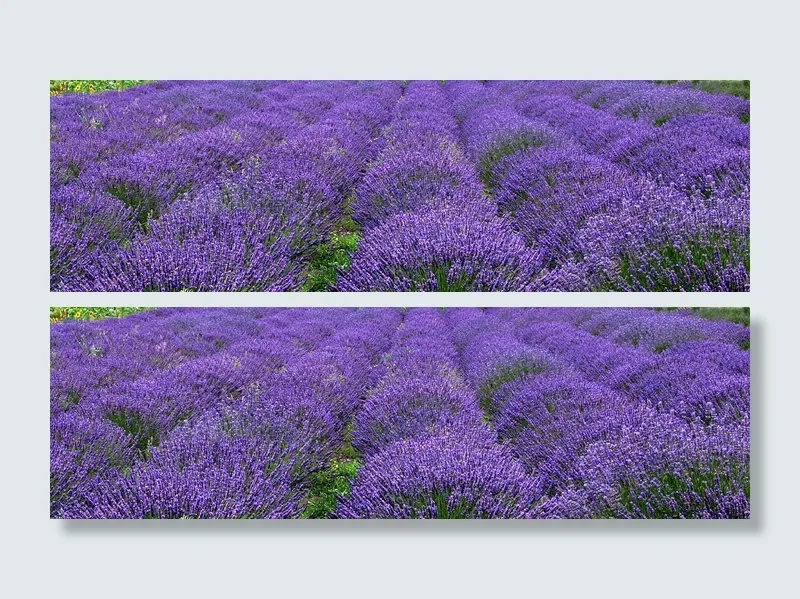 薰衣草,紫色薰衣草,花海,二月兰,羽叶薰衣草,惠德比岛薰衣草风电场