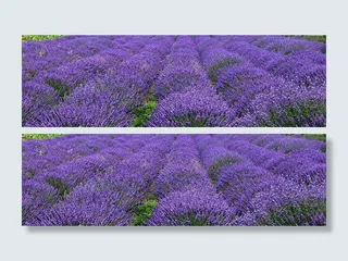 薰衣草,紫色薰衣草,花海,二月兰,羽叶薰衣草,惠德比岛薰衣草风电场