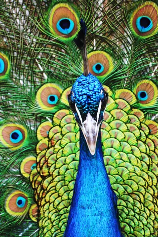 大鸟，鲜艳的色彩