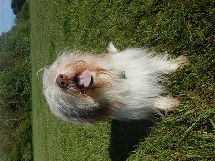 猫,鸟类,小狗,西藏梗,英国老式牧羊犬,2015 04 28达拉斯路狗015