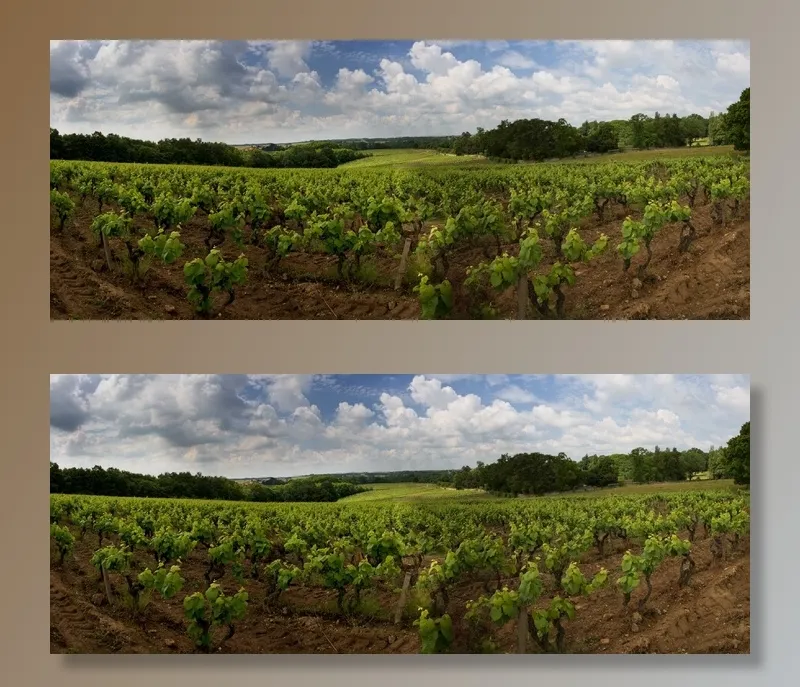 植物,稻田,草地,树,风景,全景藤